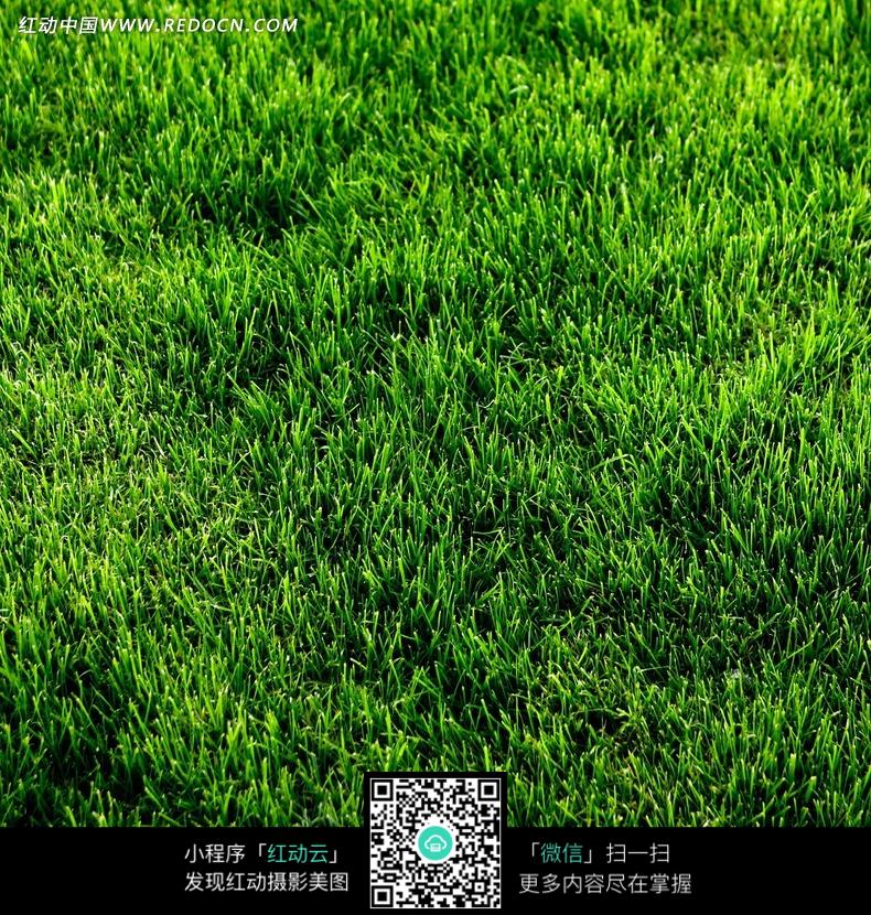 一片草地图片图片-动物|植物|生物图片下载(编号