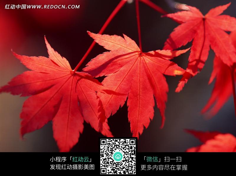 几张红色的枫树叶设计图片