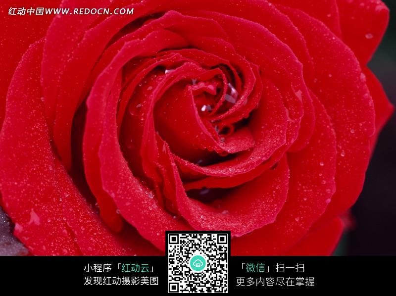 娇艳欲滴的红玫瑰设计图片