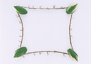 <em>照片边框</em>素材设计<em>图片</em>素材_<em>边框图片</em>素材下载