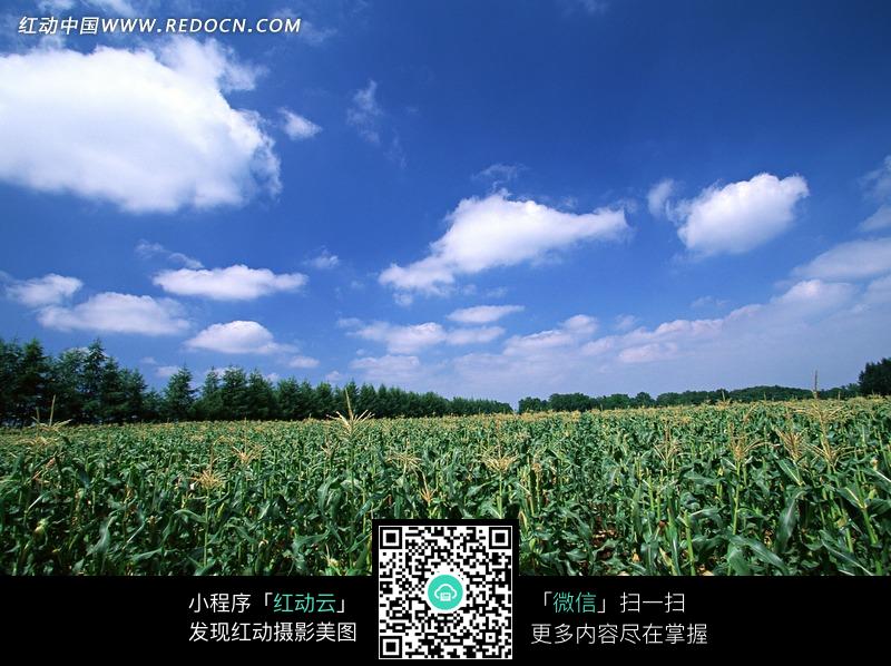 蓝天下一望无际的玉米地图片
