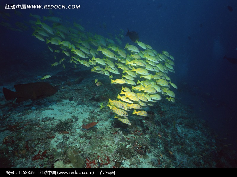 海底成群结队游泳的鱼群图片(编号:1158839)_