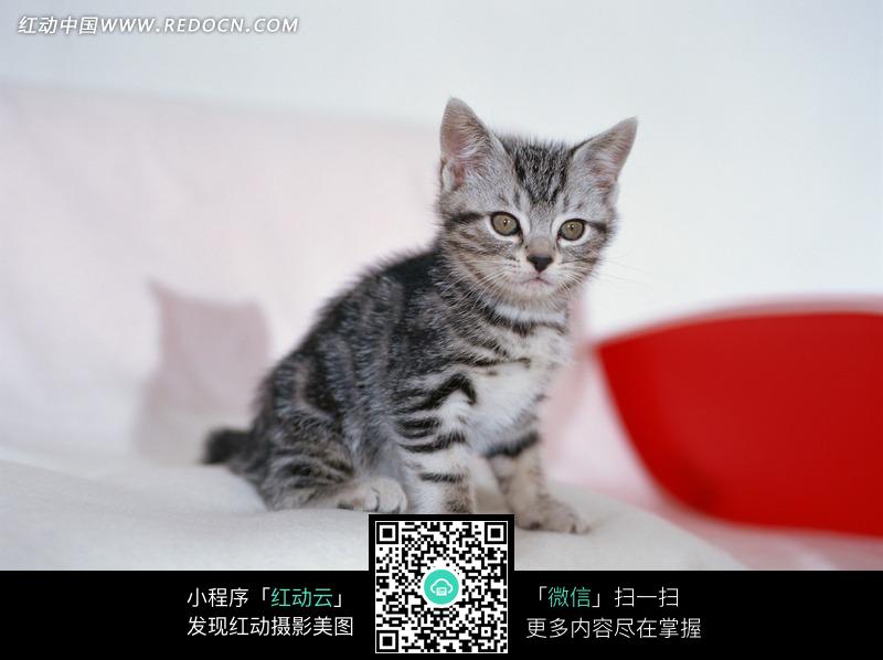 一只蹲坐着看镜头的猫咪图片-动物|植物|生物图片下载(编号:1164383)