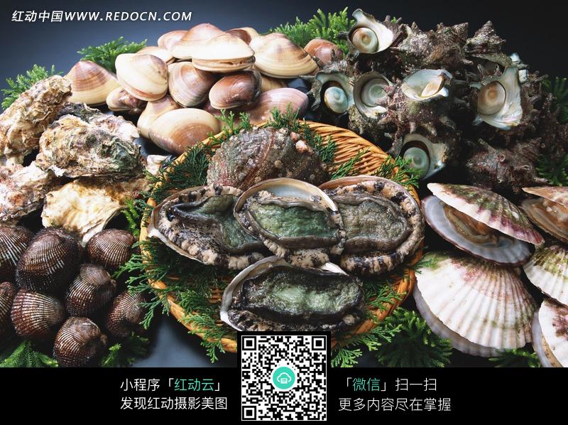 海鲜贝壳图片大全_海鲜贝壳样子_海鲜贝壳图片(2)