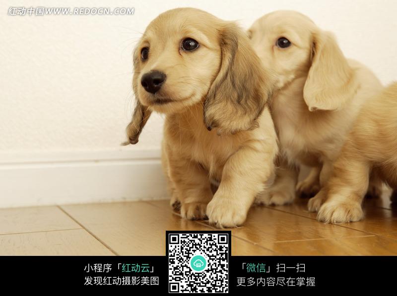 两只小金毛寻回犬图片-动物|植物|生物图片下载(编号