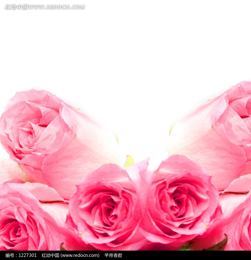 一扎粉红玫瑰特写图片(编号:1227301)_底纹背