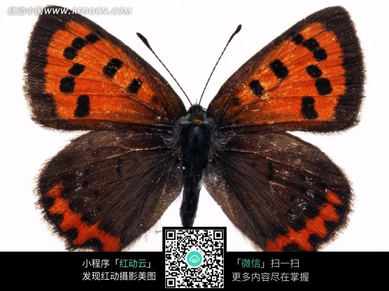 黑色斑点红色翅膀的蝴蝶标本图片图片(编号:1
