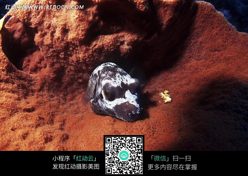 海洋中长得像狗脑袋一样的鱼类图片(编号:134