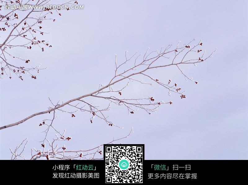 关键词:冬天落叶树木图片