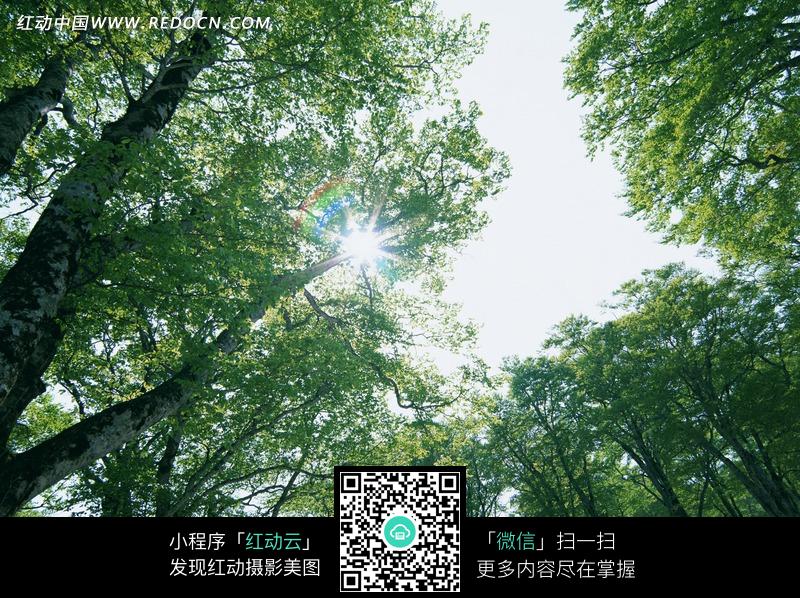 阳光从树枝射进图片(编号:1359675)_花草树木