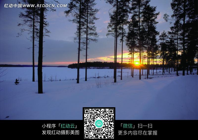 冬天的落日和雪地上的树林图片-风景图片|图片库|图库
