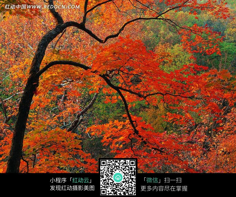 绯红的枫树特写图片
