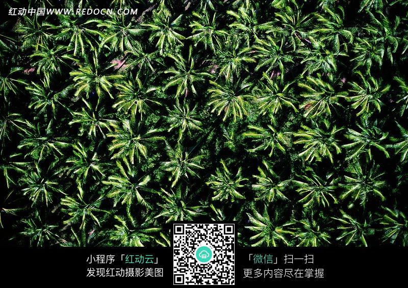 香蕉树 越南现超级香蕉树,图片新闻 - 嘀呀嘀搜索
