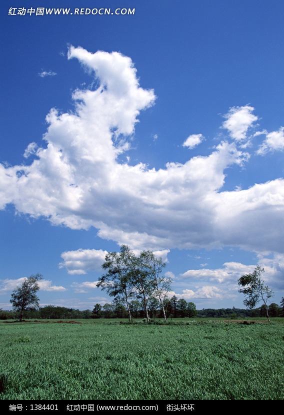 蓝天白云和草地上的杨树图片-风景图片|图片库