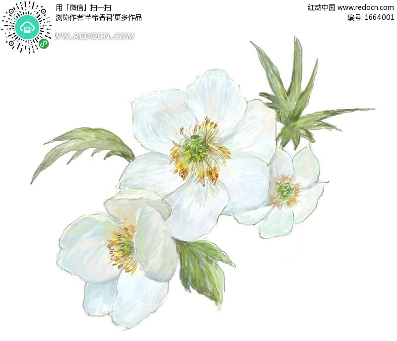 手绘白色花朵与叶子设计图片