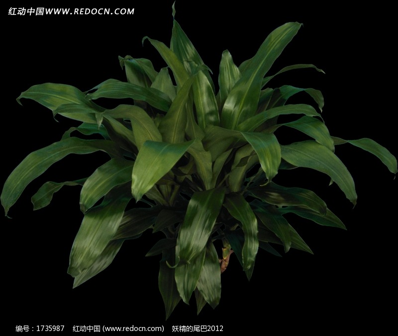绿叶室内景观植物图片(编号:1735987)图片